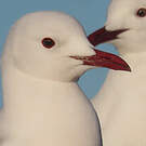 Mouette de Hartlaub