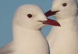 Hartlaub's Gull