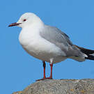 Mouette de Hartlaub