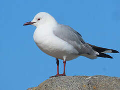 Hartlaub's Gull