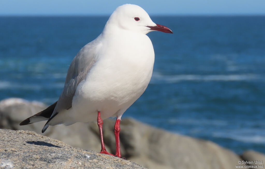 Mouette de Hartlaubadulte