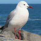 Mouette de Hartlaub