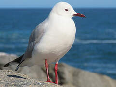 Mouette de Hartlaub