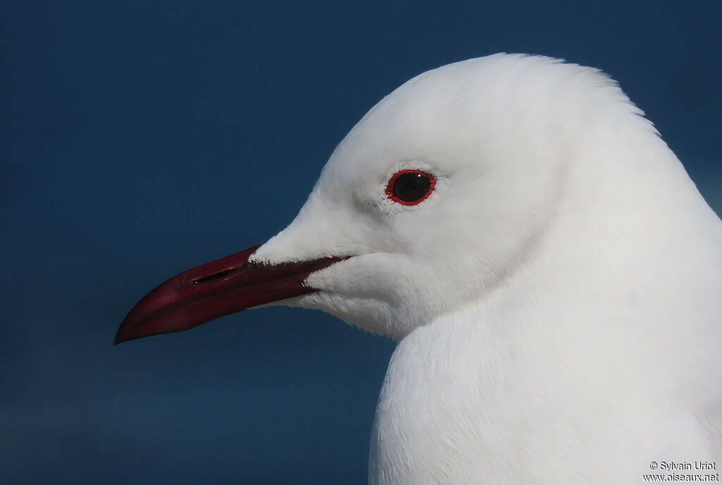 Mouette de Hartlaubadulte nuptial