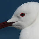 Mouette de Hartlaub