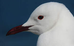 Hartlaub's Gull