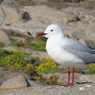 Mouette de Hartlaub