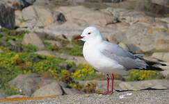 Mouette de Hartlaub