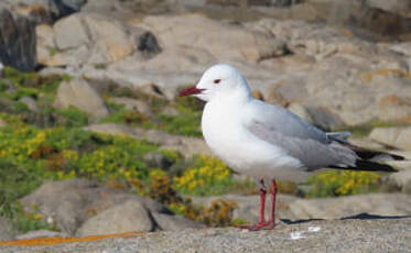 Mouette de Hartlaub