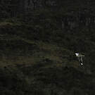 Mouette des Andes
