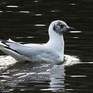 Mouette des Andes