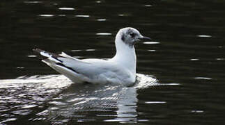 Mouette des Andes