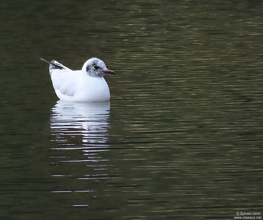 Mouette des Andesadulte internuptial