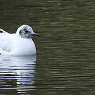 Mouette des Andes
