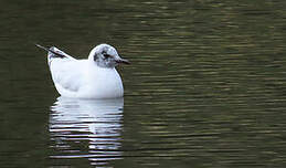 Mouette des Andes