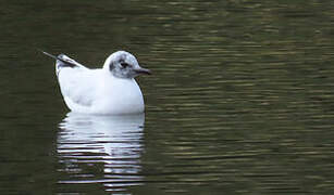 Andean Gull