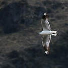 Mouette des Andes