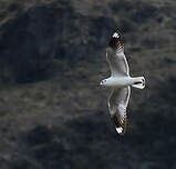 Mouette des Andes