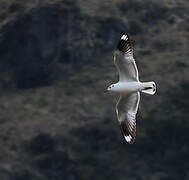 Mouette des Andes