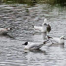 Mouette des Andes