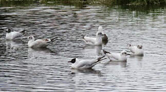 Mouette des Andes