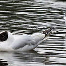 Mouette des Andes