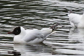 Mouette des Andes