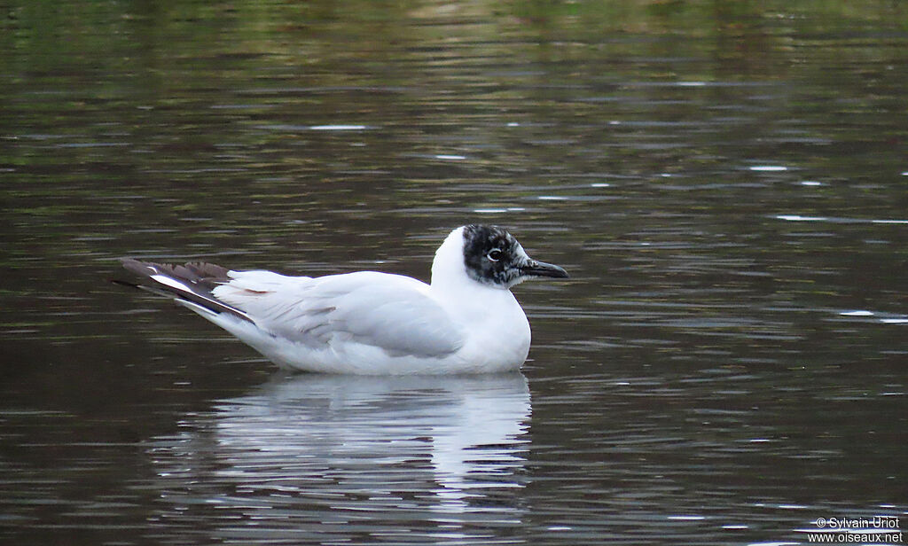 Mouette des Andesadulte nuptial