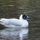 Mouette des Andes