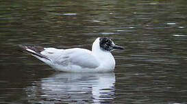 Mouette des Andes