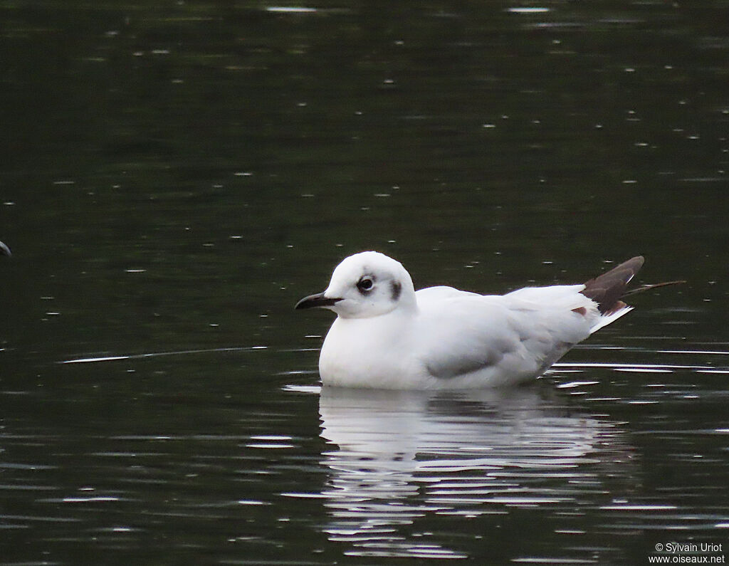 Andean Gullsubadult