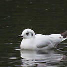 Mouette des Andes