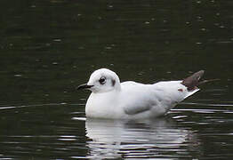 Mouette des Andes