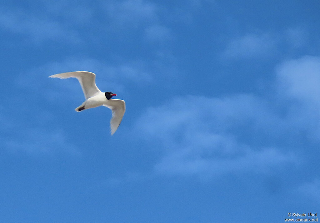 Mouette mélanocéphaleadulte nuptial