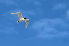 Mediterranean Gull