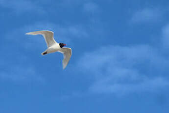 Mouette mélanocéphale