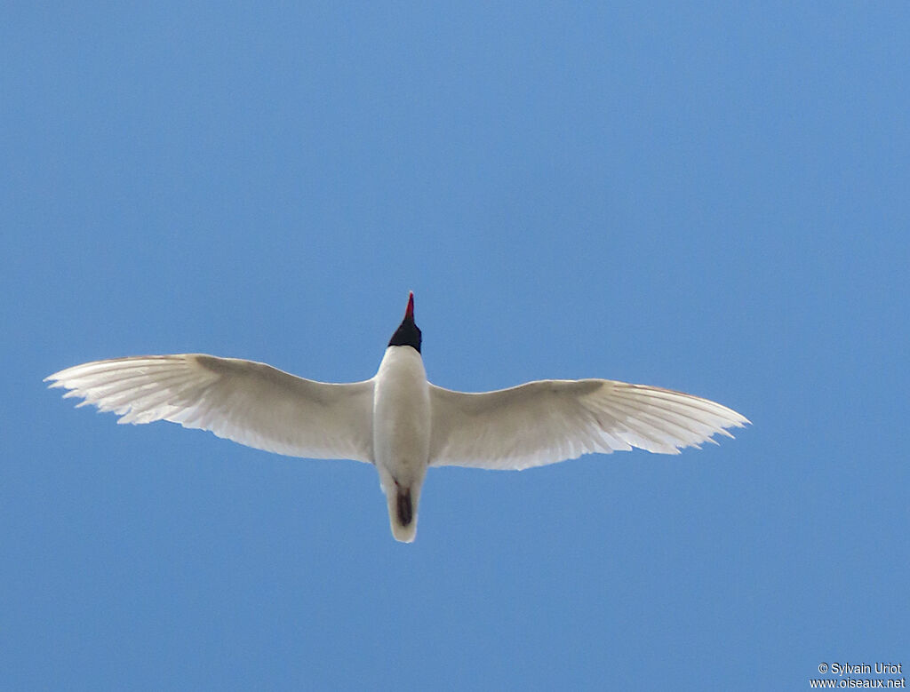 Mouette mélanocéphaleadulte nuptial