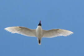 Mouette mélanocéphale