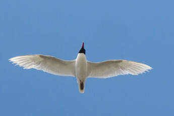 Mouette mélanocéphale