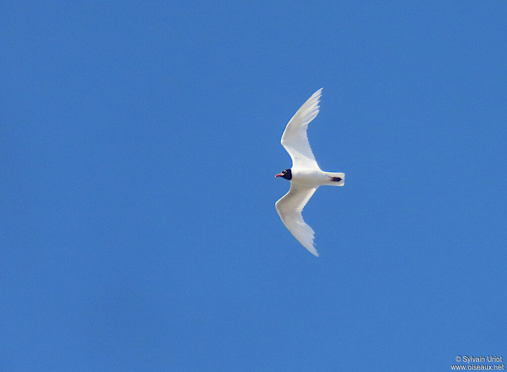 Mouette mélanocéphaleadulte nuptial