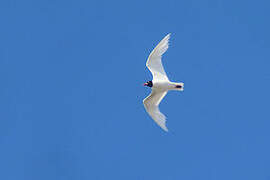 Mediterranean Gull