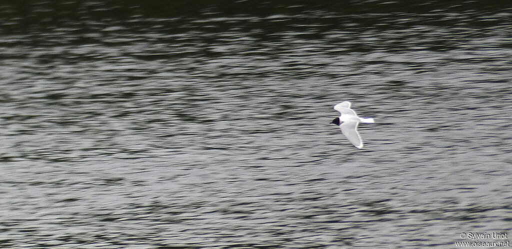 Mouette pygméeadulte nuptial