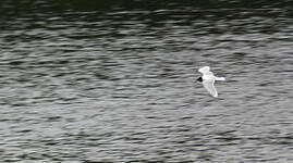 Mouette pygmée