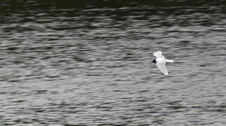 Little Gull