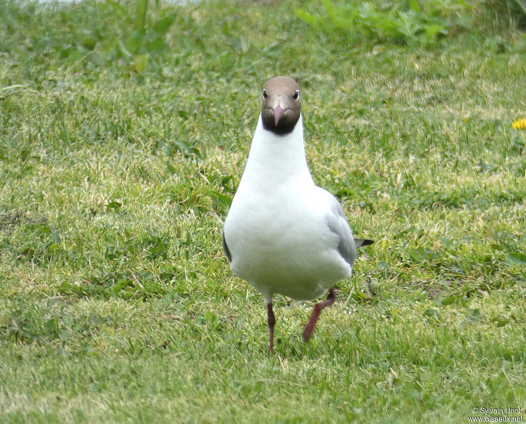 Mouette rieuseadulte nuptial