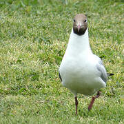 Mouette rieuse