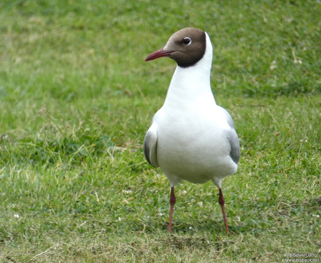 Mouette rieuseadulte nuptial