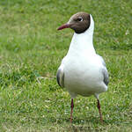 Mouette rieuse