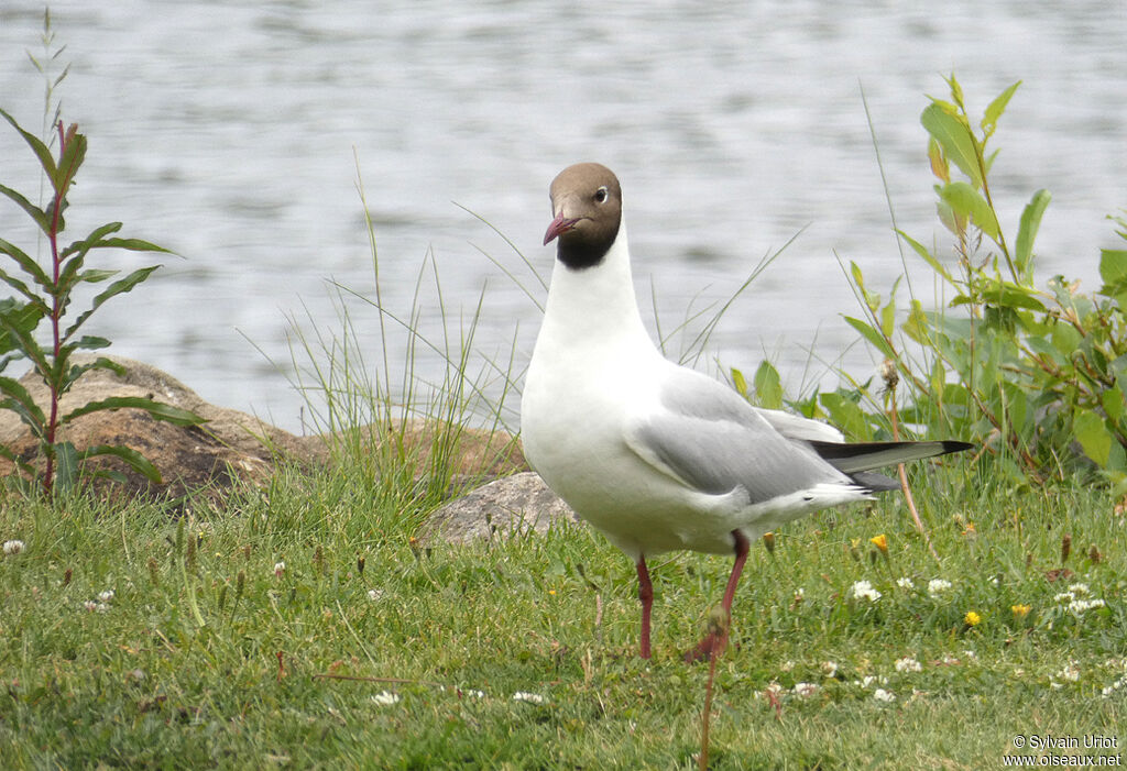 Mouette rieuseadulte nuptial