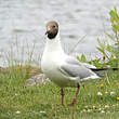 Mouette rieuse